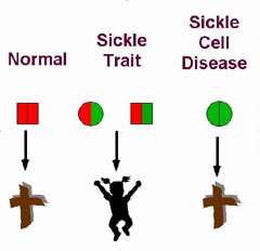 Scd Diagram