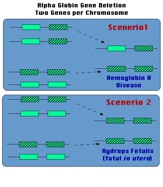 Inheritance of Alpha Thalassemia with two deletions on the same chromosome