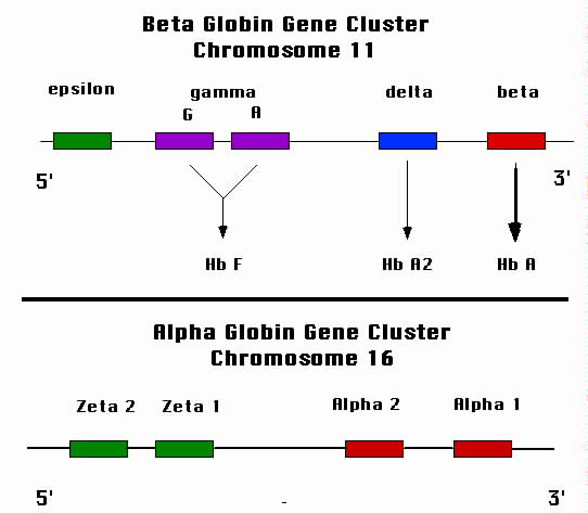 Alpha and beta globin gene loci