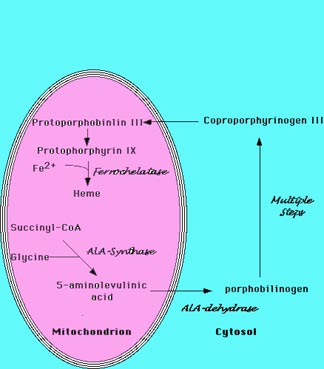 Mitochondrial Biosynthesis of Heme