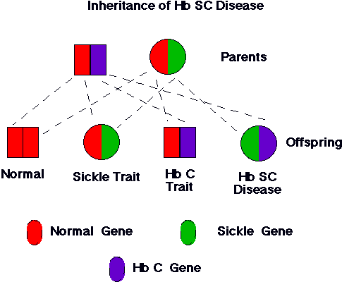 Inheritance of hemoglobin genes from parents with sickle cell trait and 