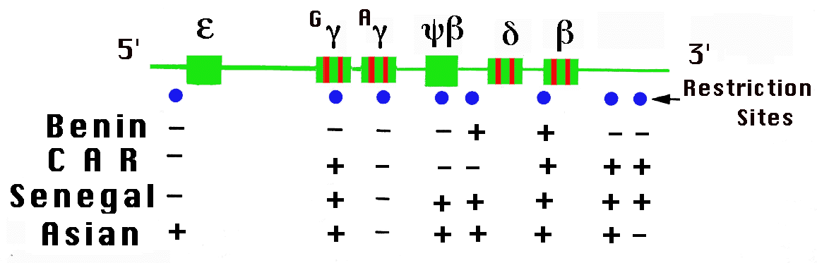 Schematic of-globin gene cluster