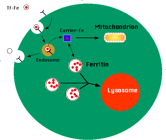 Schematic of transferrin receptor-mediated endocytosis