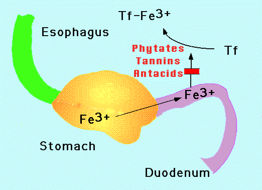 Iron Absorption