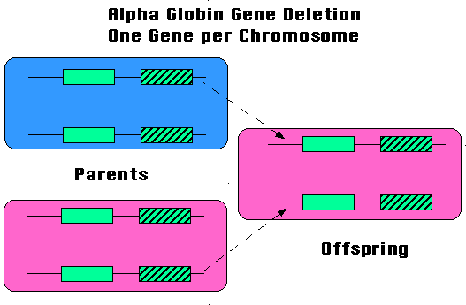 Inheritance of Alpha Thalassemia with one deletion per chromosome
