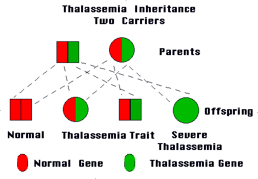 نسبة وراثة الطفرة الجينية في الثلاسيميا