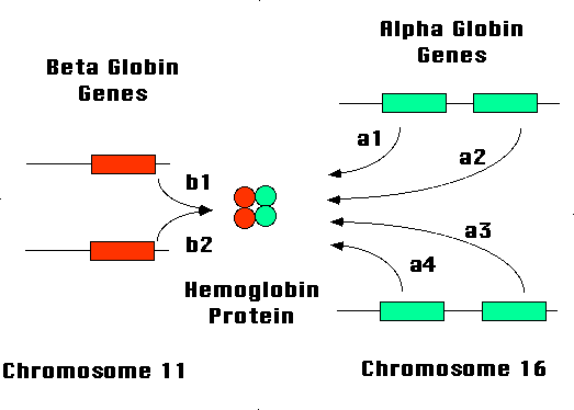 Globin gene production