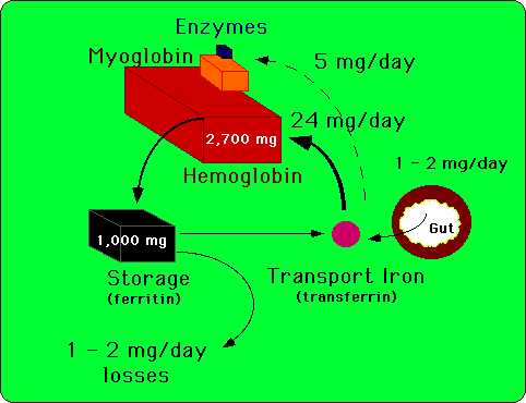 Iron recycling and distribution in the body. Body iron is