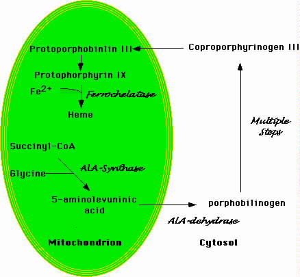 Schematic representation of heme biosynthesis