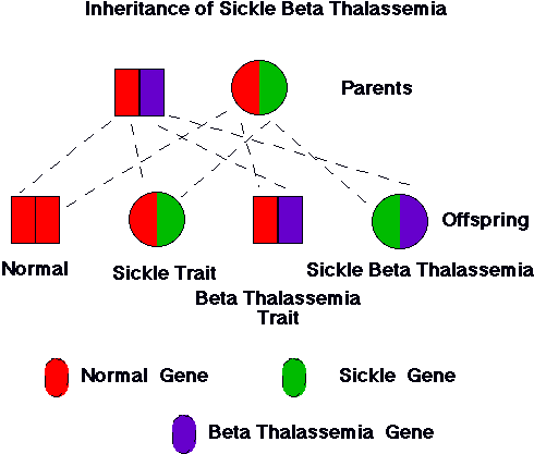 Inheritance of Sickle Beta Thalassemia