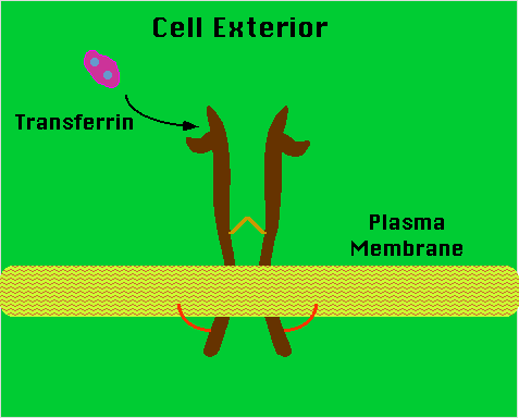 Schematic of transferrin receptor