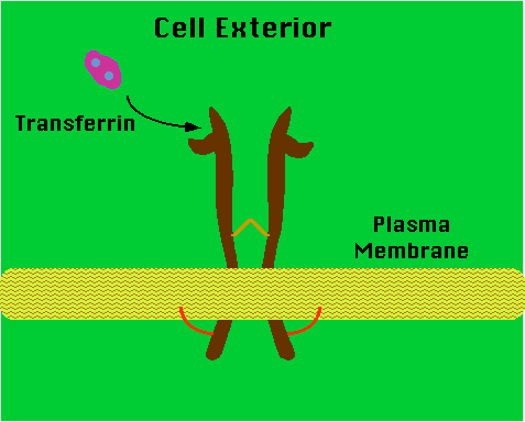 Transerrin and Iron Transport Physiology